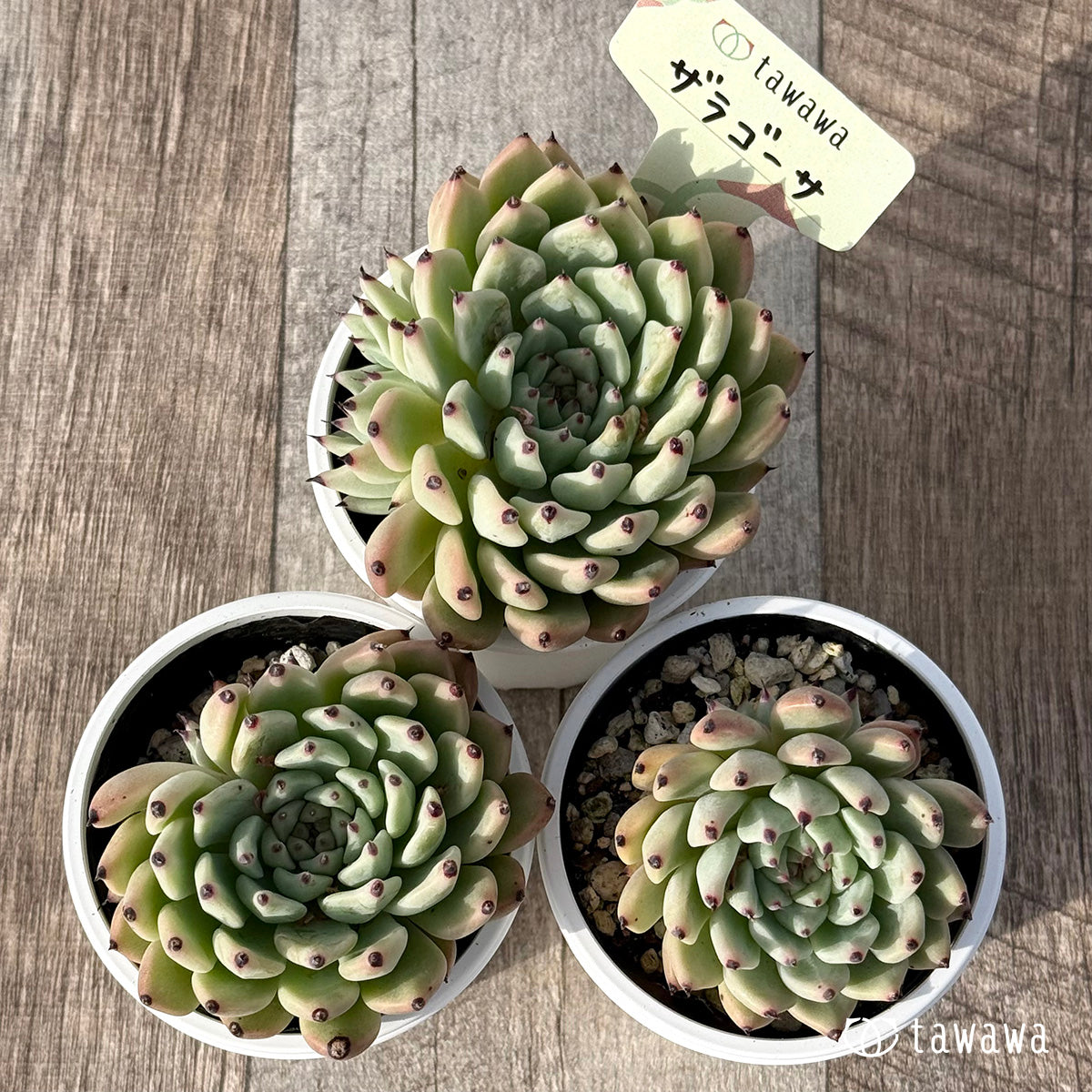 ＊新発売＊　ザラゴーサ１【tawawaハウス苗】
