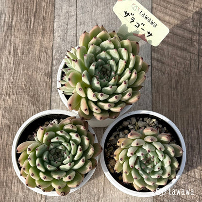 ＊新発売＊　ザラゴーサ１【tawawaハウス苗】
