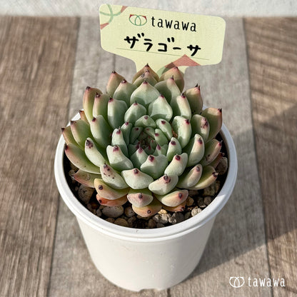 ＊新発売＊　ザラゴーサ２【tawawaハウス苗】