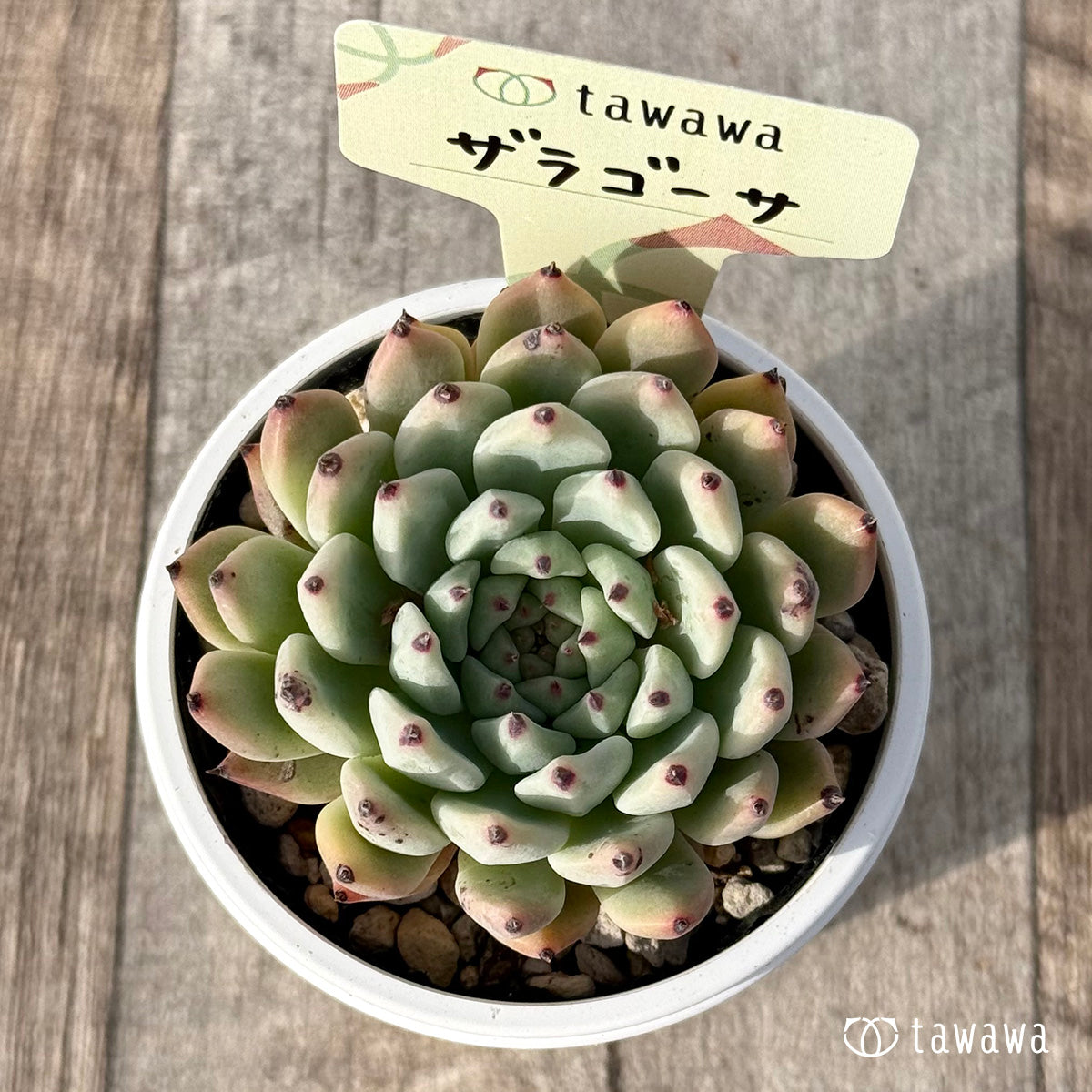 ＊新発売＊　ザラゴーサ２【tawawaハウス苗】