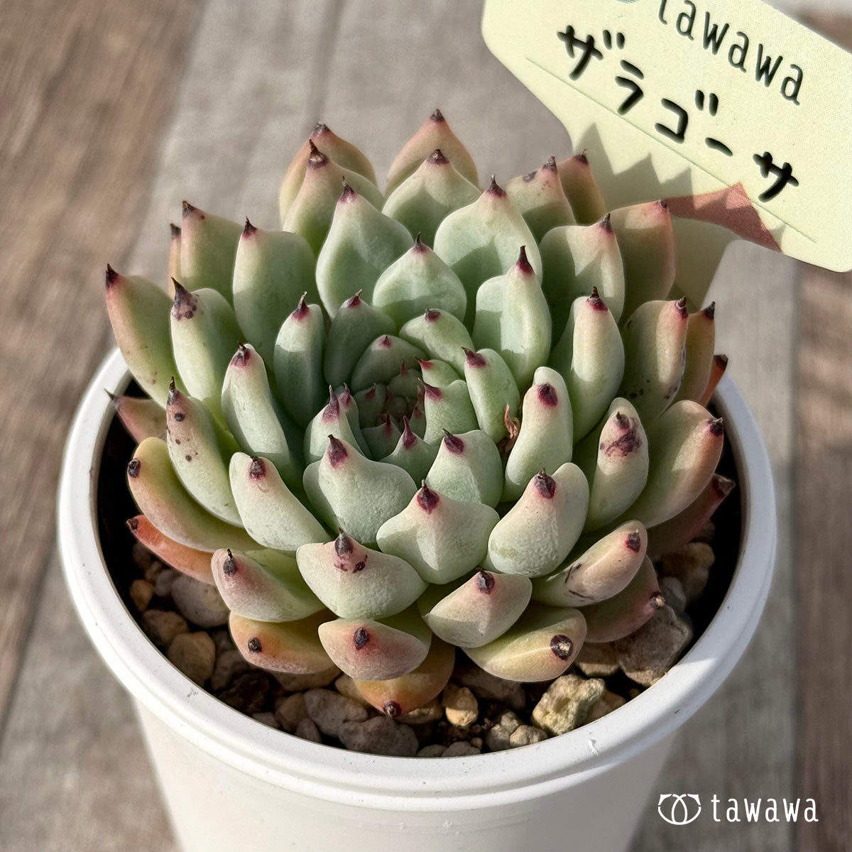 ＊新発売＊　ザラゴーサ２【tawawaハウス苗】