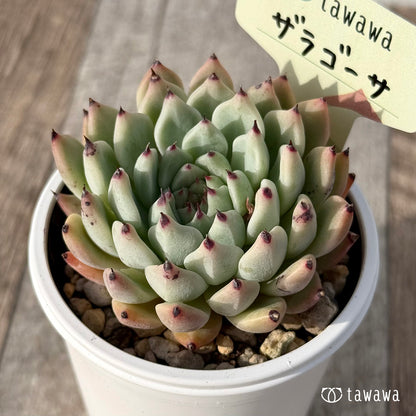 ＊新発売＊　ザラゴーサ２【tawawaハウス苗】
