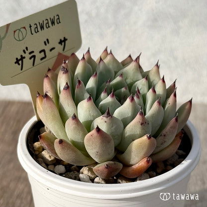 ＊新発売＊　ザラゴーサ２【tawawaハウス苗】
