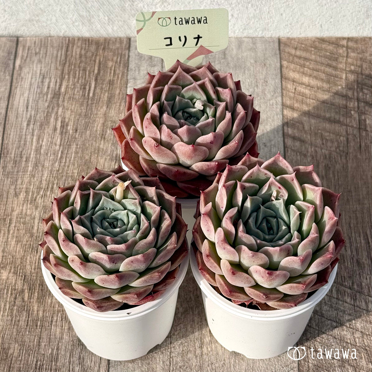＊新発売＊　コリナ（エアーマジック農園）【tawawaハウス苗】