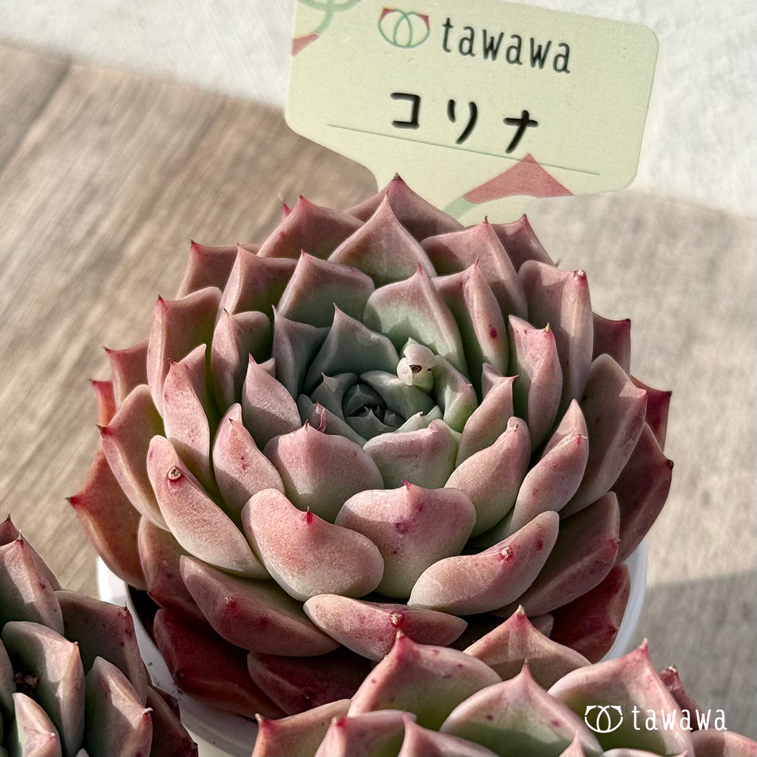 ＊新発売＊　コリナ（エアーマジック農園）【tawawaハウス苗】
