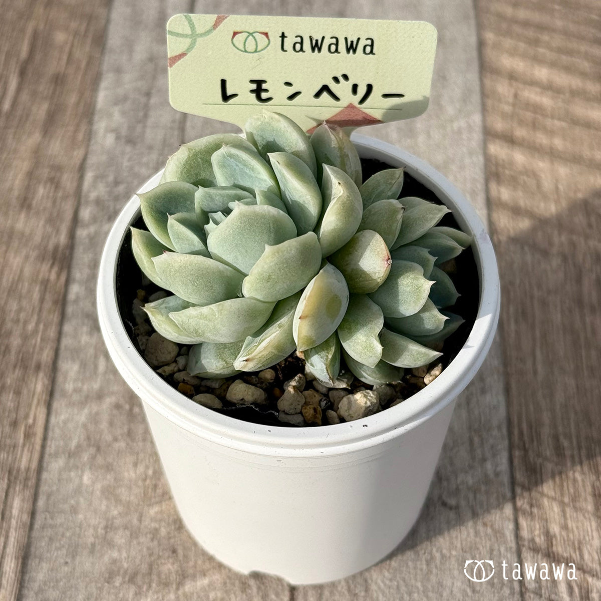 ＊新発売＊　レモンベリー【tawawaハウス苗】