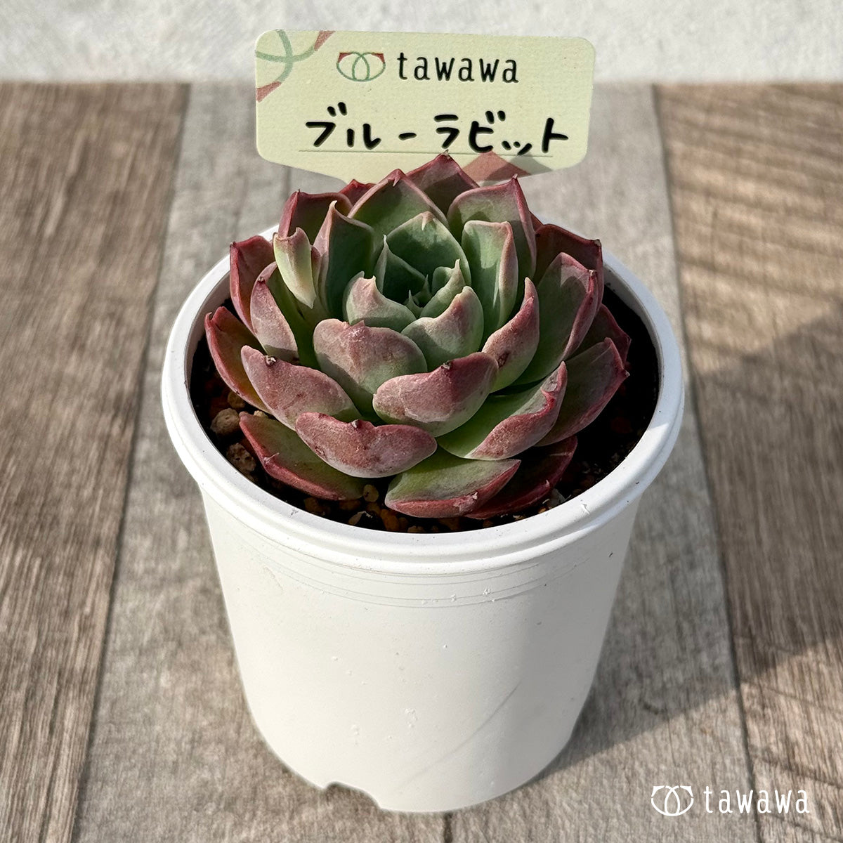 ＊新発売＊　ブルーラビット【tawawaハウス苗】