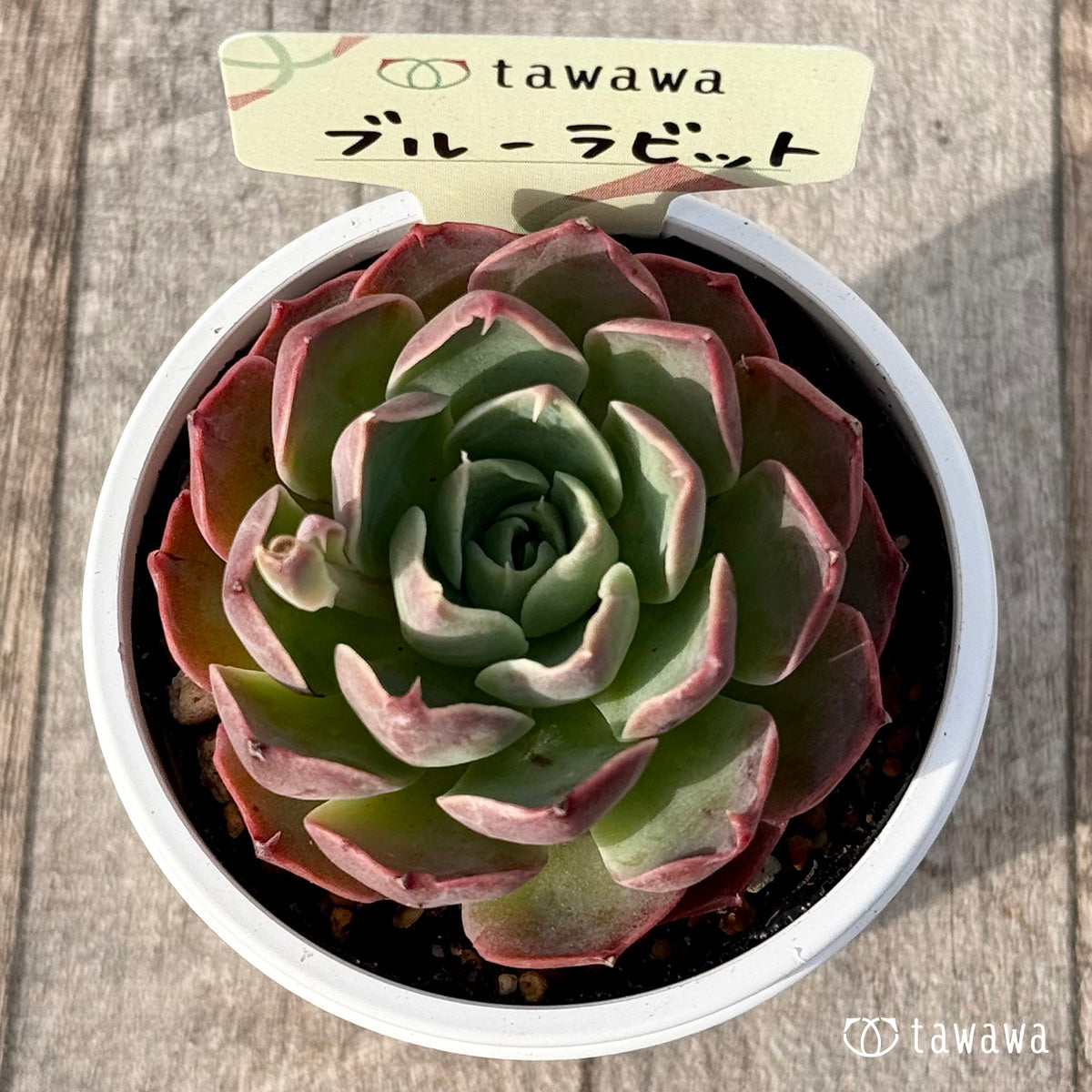 ＊新発売＊　ブルーラビット【tawawaハウス苗】