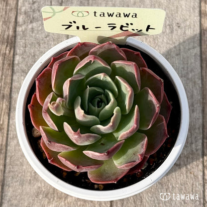 ＊新発売＊　ブルーラビット【tawawaハウス苗】