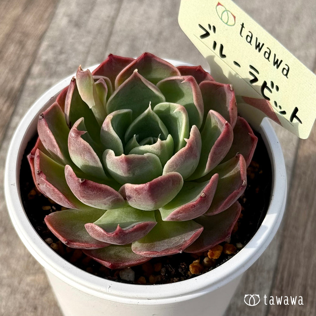 ＊新発売＊　ブルーラビット【tawawaハウス苗】