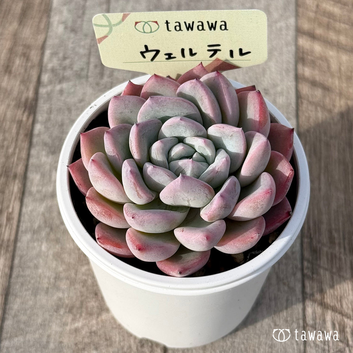 ＊新発売＊　ウェルテル【tawawaハウス苗】