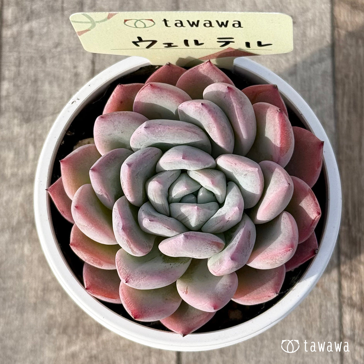 ＊新発売＊　ウェルテル【tawawaハウス苗】