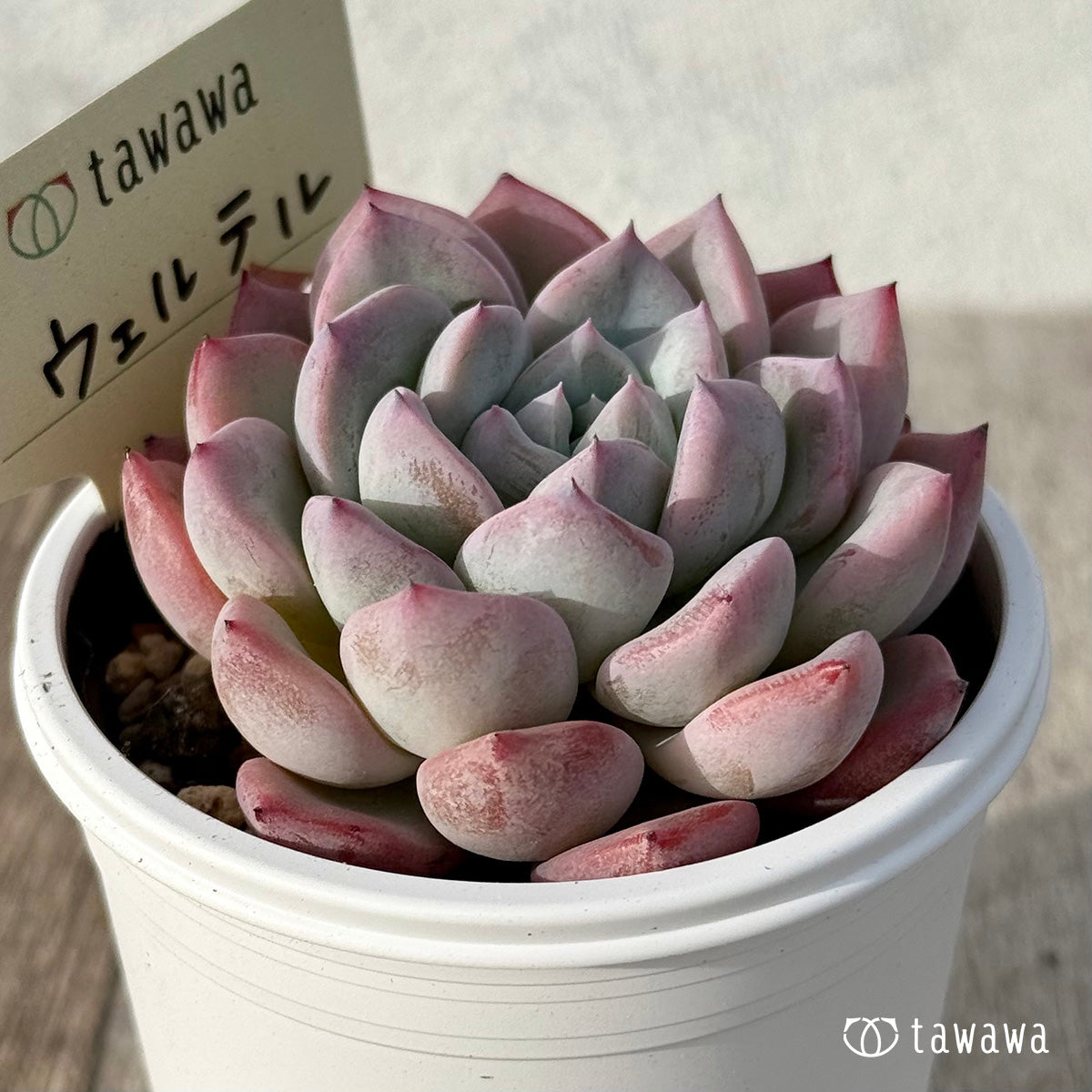 ＊新発売＊　ウェルテル【tawawaハウス苗】