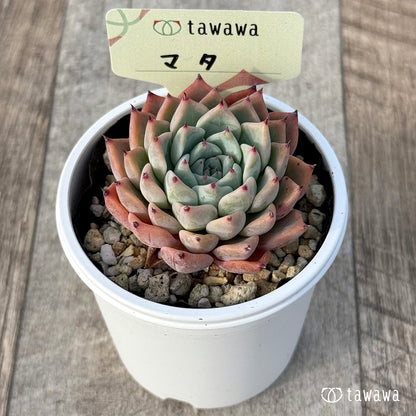 ＊新発売＊　マタ　【tawawaハウス苗】