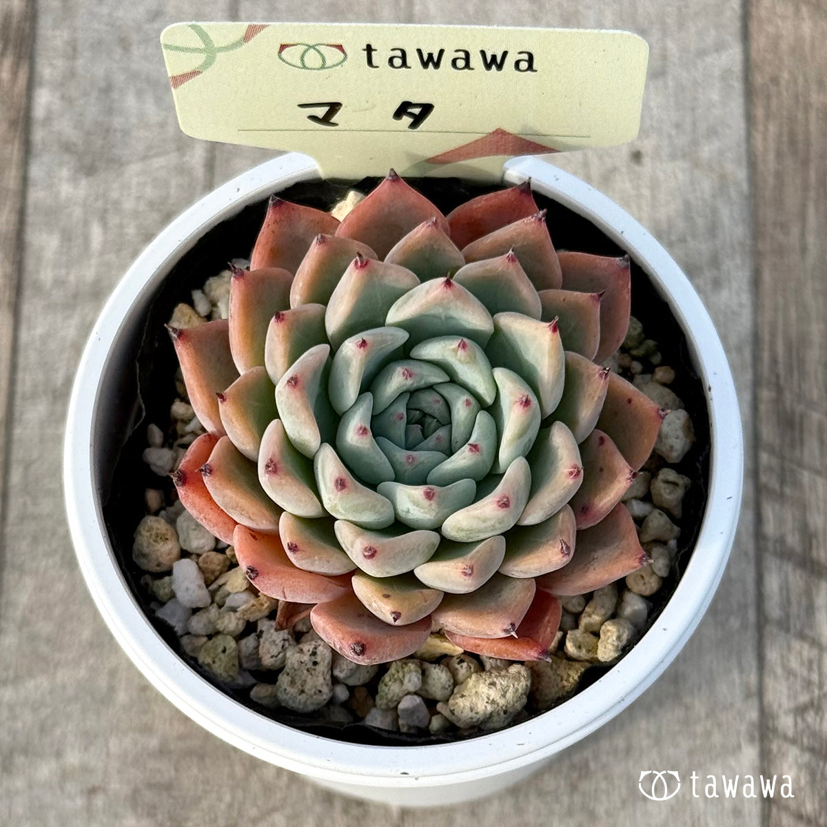 ＊新発売＊　マタ　【tawawaハウス苗】