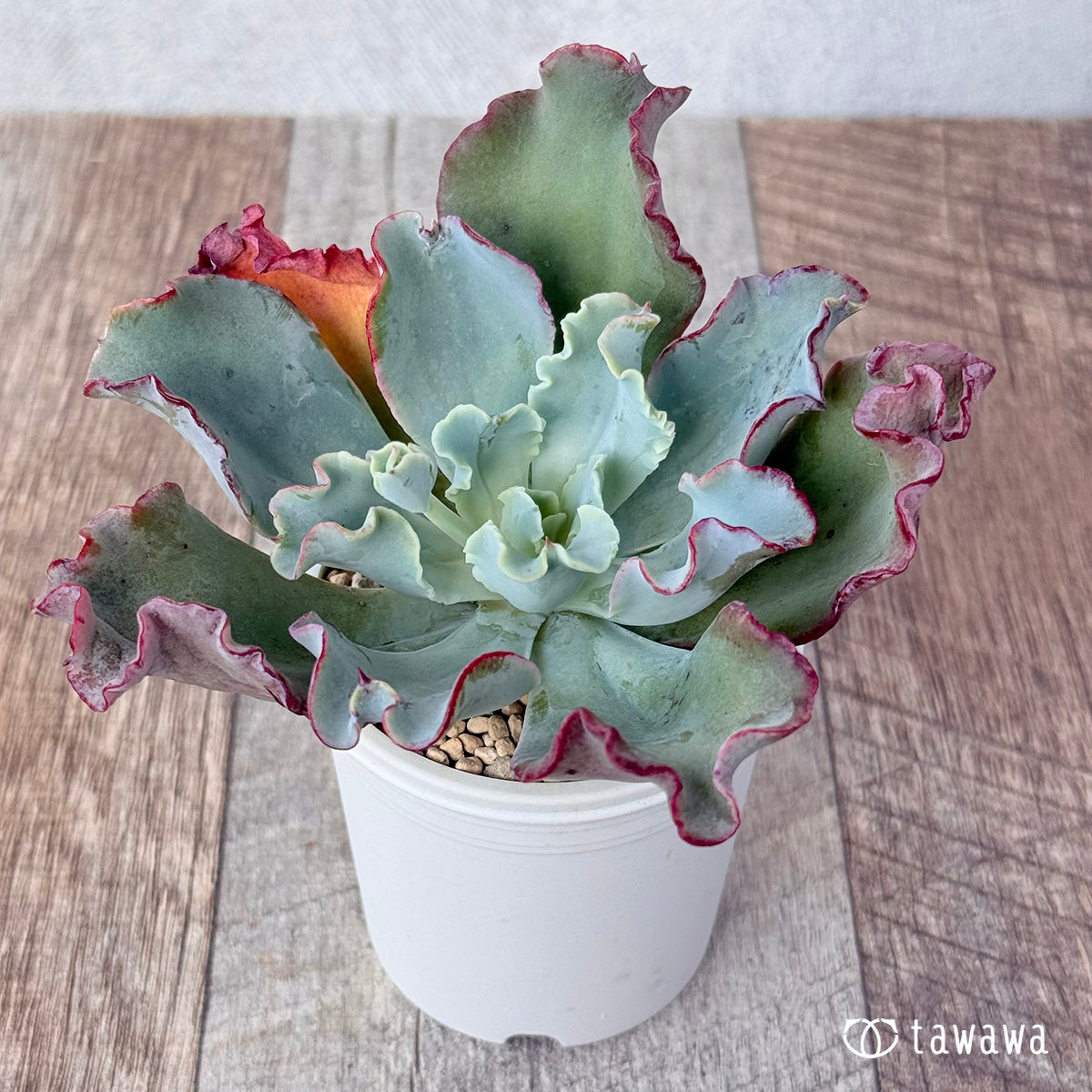 エケベリア アクエリアス Echeveria 'Lady Aquarius'｜多肉植物