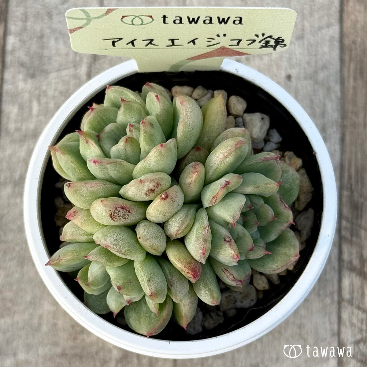 ＊新発売＊　アイスエイジ コブ錦【tawawaハウス苗】