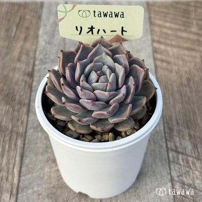 ＊新発売＊　リオハート１【tawawaハウス苗】