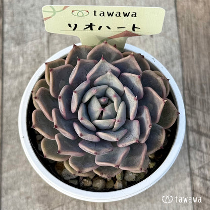 ＊新発売＊　リオハート１【tawawaハウス苗】
