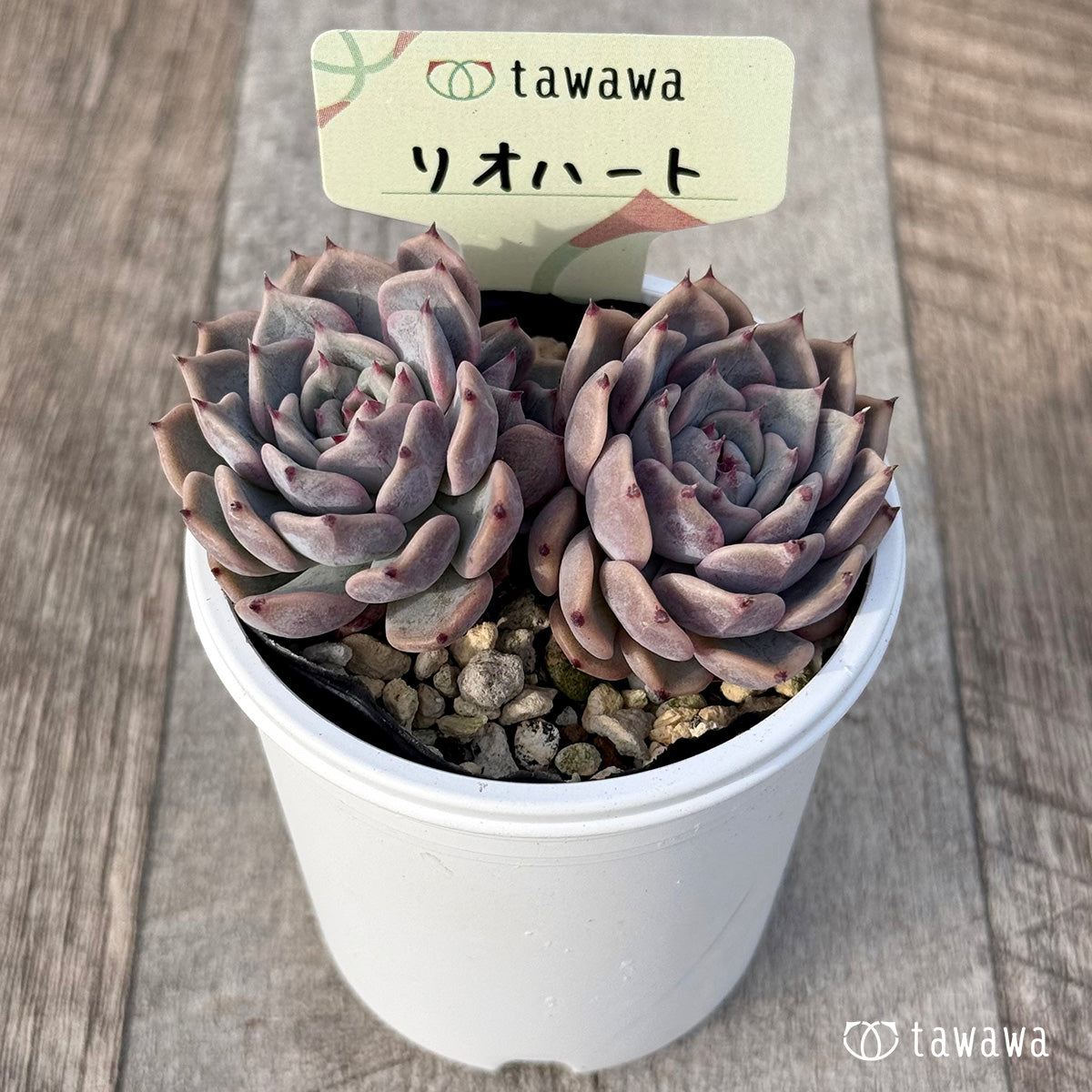 ＊新発売＊　リオハート２【tawawaハウス苗】
