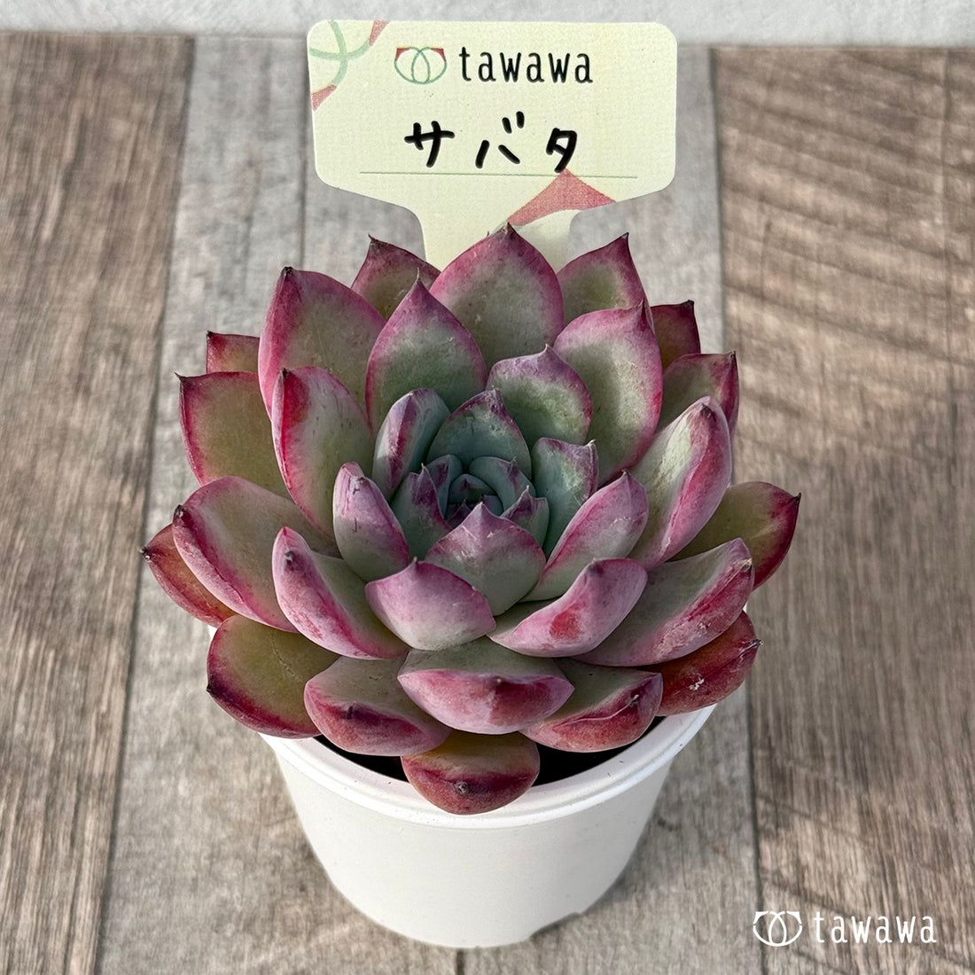 ＊新発売＊　サバタ（エアーマジック農園）【tawawaハウス苗】