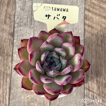 ＊新発売＊　サバタ（エアーマジック農園）【tawawaハウス苗】