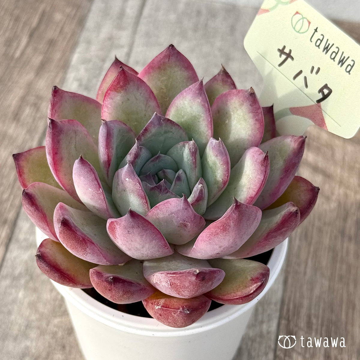 ＊新発売＊　サバタ（エアーマジック農園）【tawawaハウス苗】