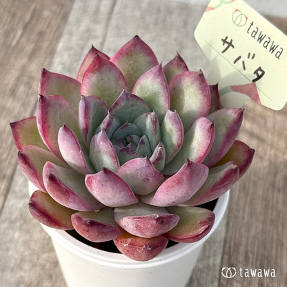 ＊新発売＊　サバタ（エアーマジック農園）【tawawaハウス苗】