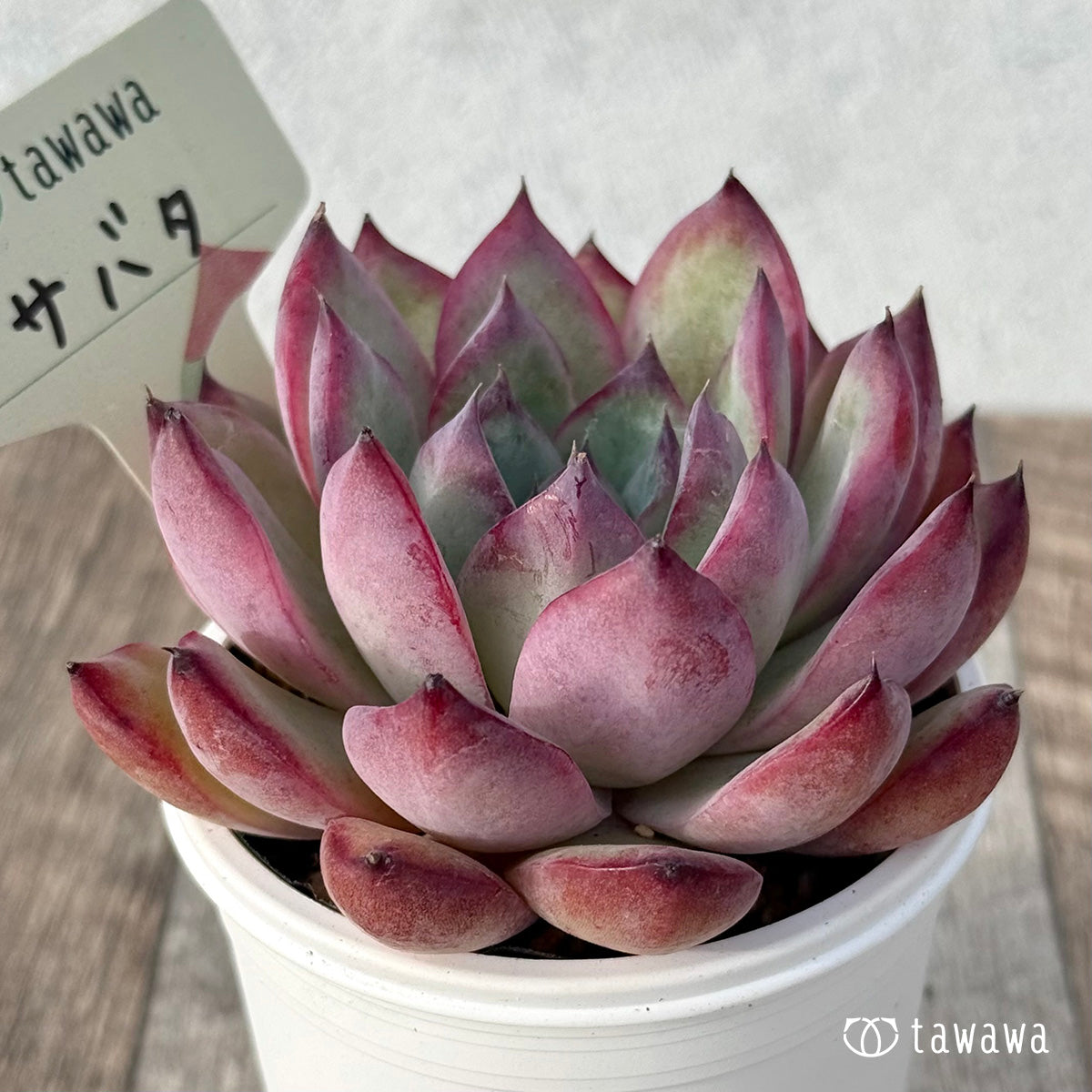＊新発売＊　サバタ（エアーマジック農園）【tawawaハウス苗】