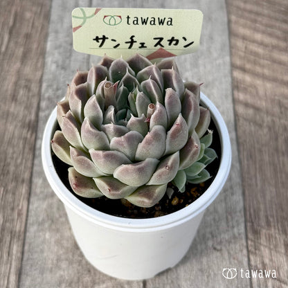 ＊新発売＊　サンチェスカン（エアーマジック農園）【tawawaハウス苗】