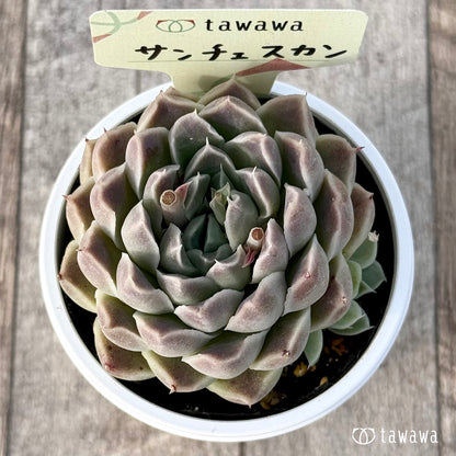 ＊新発売＊　サンチェスカン（エアーマジック農園）【tawawaハウス苗】