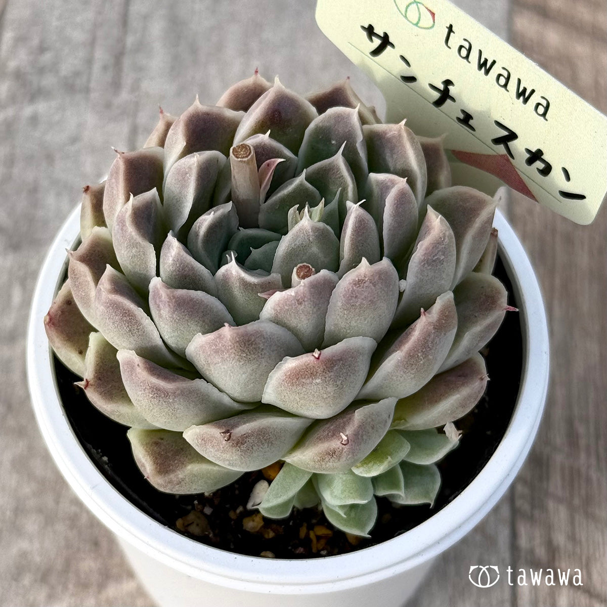 ＊新発売＊　サンチェスカン（エアーマジック農園）【tawawaハウス苗】
