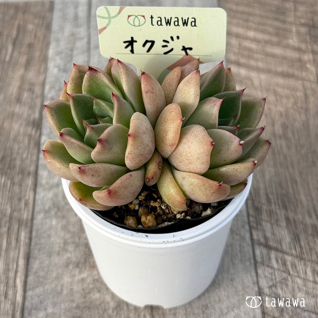 ＊新発売＊　オクジャ（花村農園）【tawawaハウス苗】