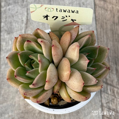 ＊新発売＊　オクジャ（花村農園）【tawawaハウス苗】
