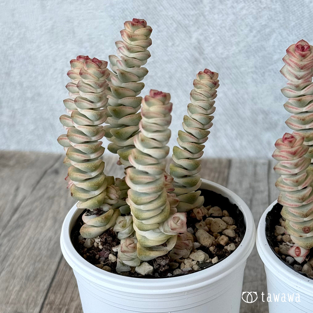 Mini Buddha Temple