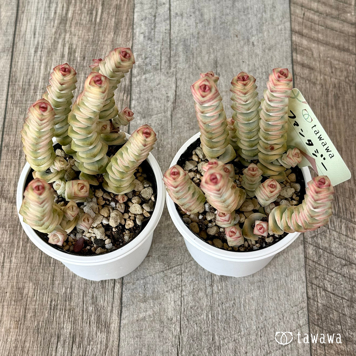 Mini Buddha Temple