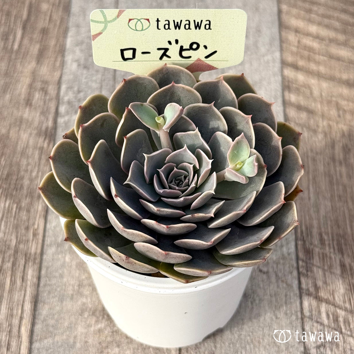 ＊新発売＊　ローズピン２（エアーマジック農園）【tawawaハウス苗】