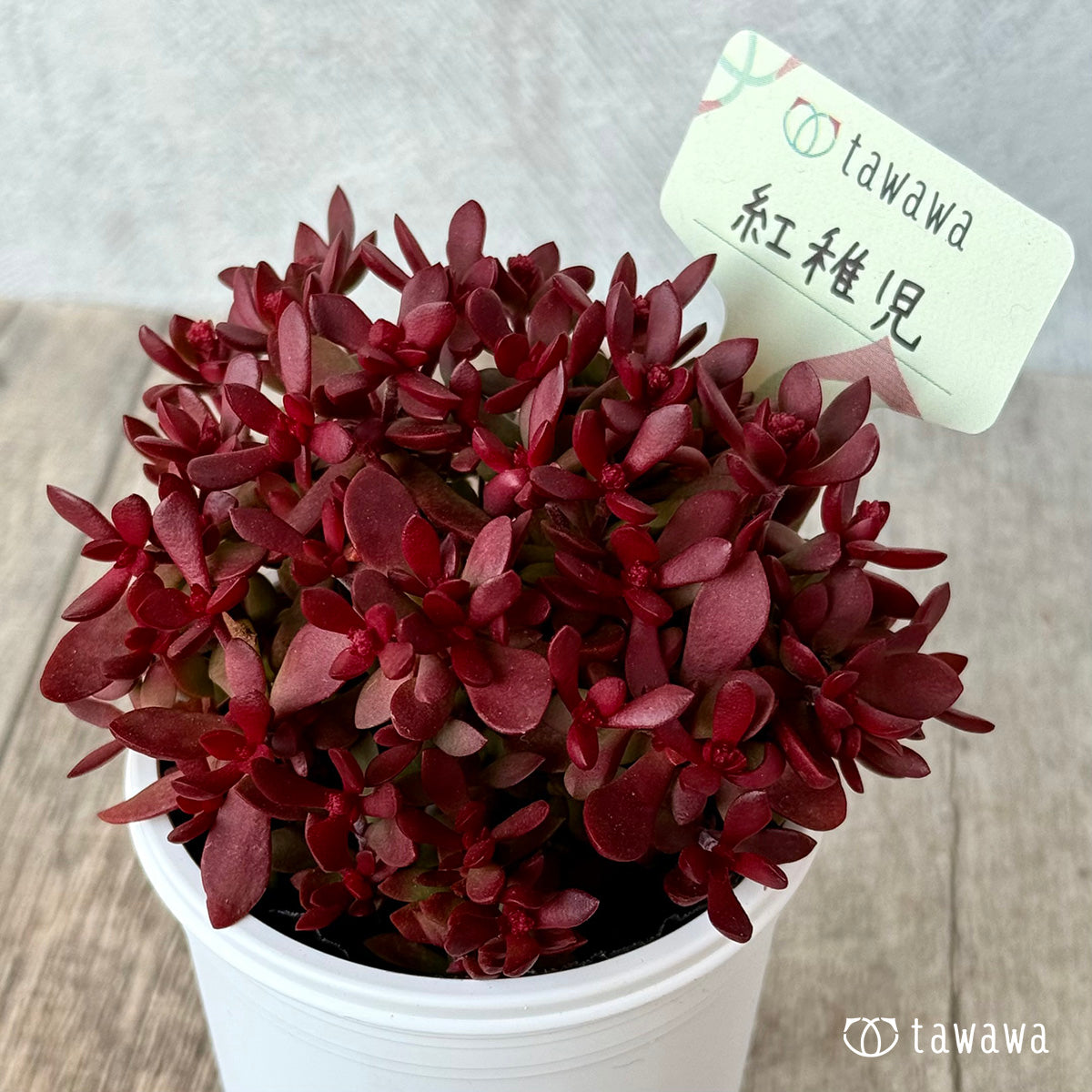 ＊新発売＊　紅稚児【tawawaハウス苗】