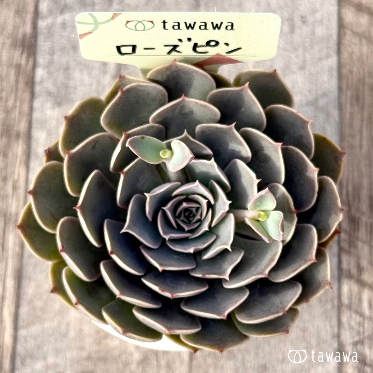 ＊新発売＊　ローズピン２（エアーマジック農園）【tawawaハウス苗】
