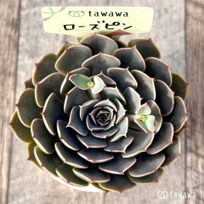 ＊新発売＊　ローズピン２（エアーマジック農園）【tawawaハウス苗】