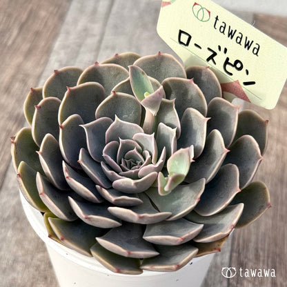 ＊新発売＊　ローズピン２（エアーマジック農園）【tawawaハウス苗】