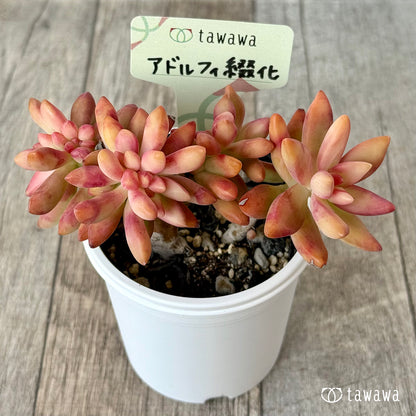 アドルフィ綴化【tawawaハウス苗】