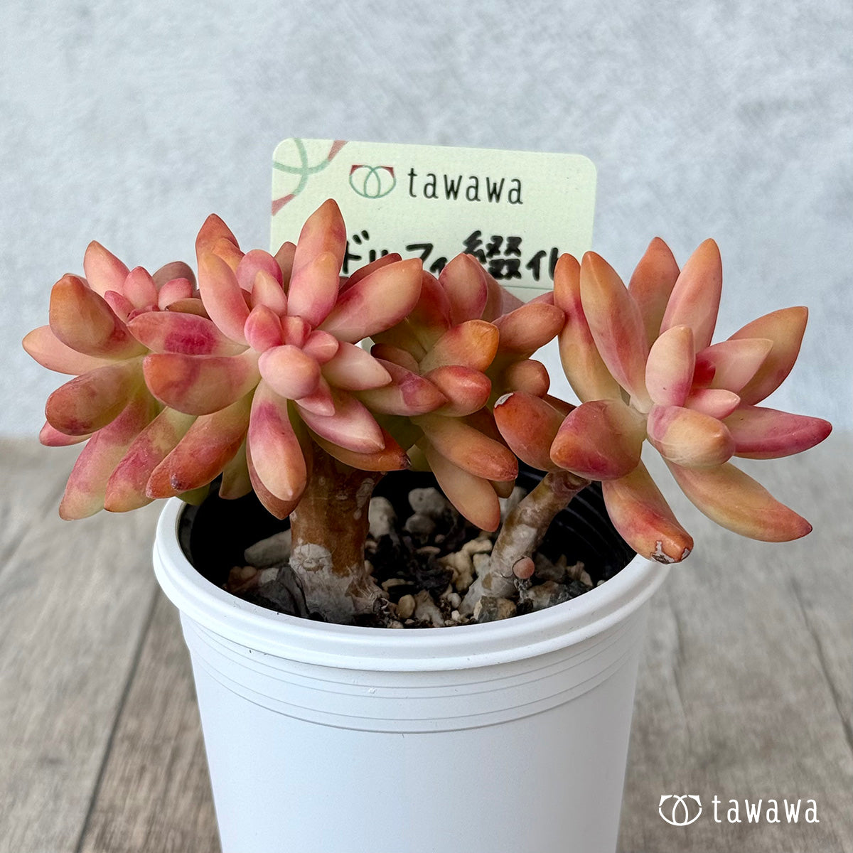 アドルフィ綴化【tawawaハウス苗】