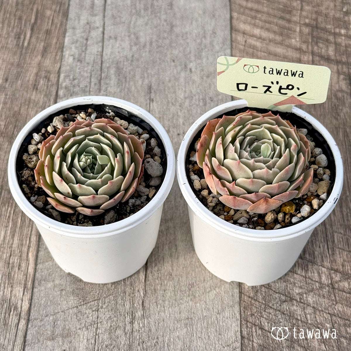 ＊新発売＊　ローズピン１（エアーマジック農園）【tawawaハウス苗】