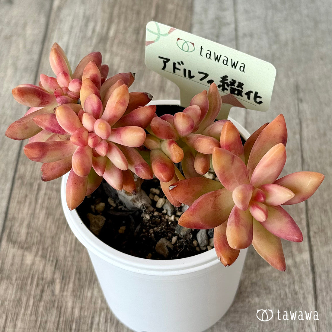 アドルフィ綴化【tawawaハウス苗】