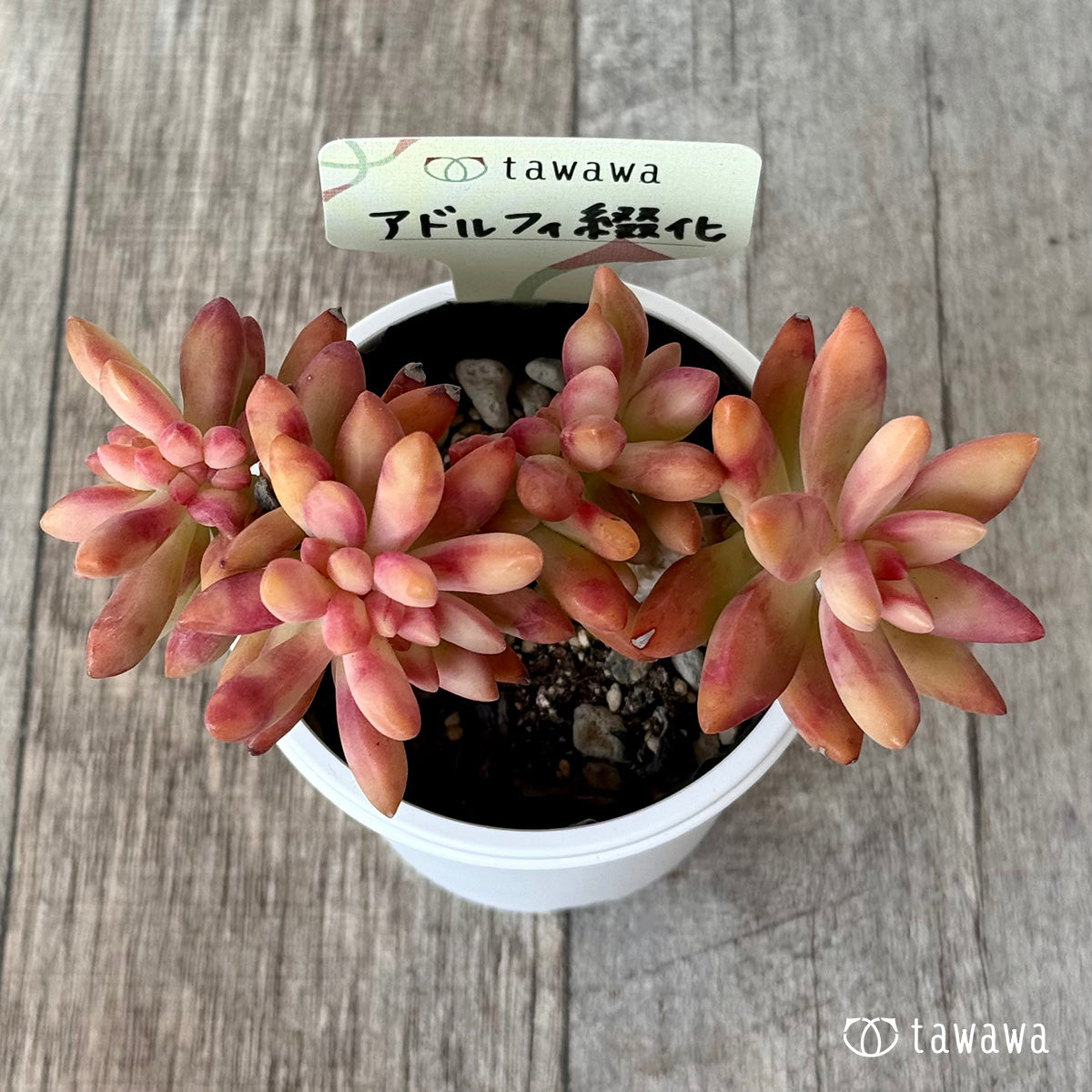 アドルフィ綴化【tawawaハウス苗】