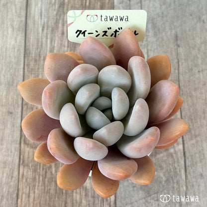 クイーンズボール（エアーマジック農園）【tawawaハウス苗】