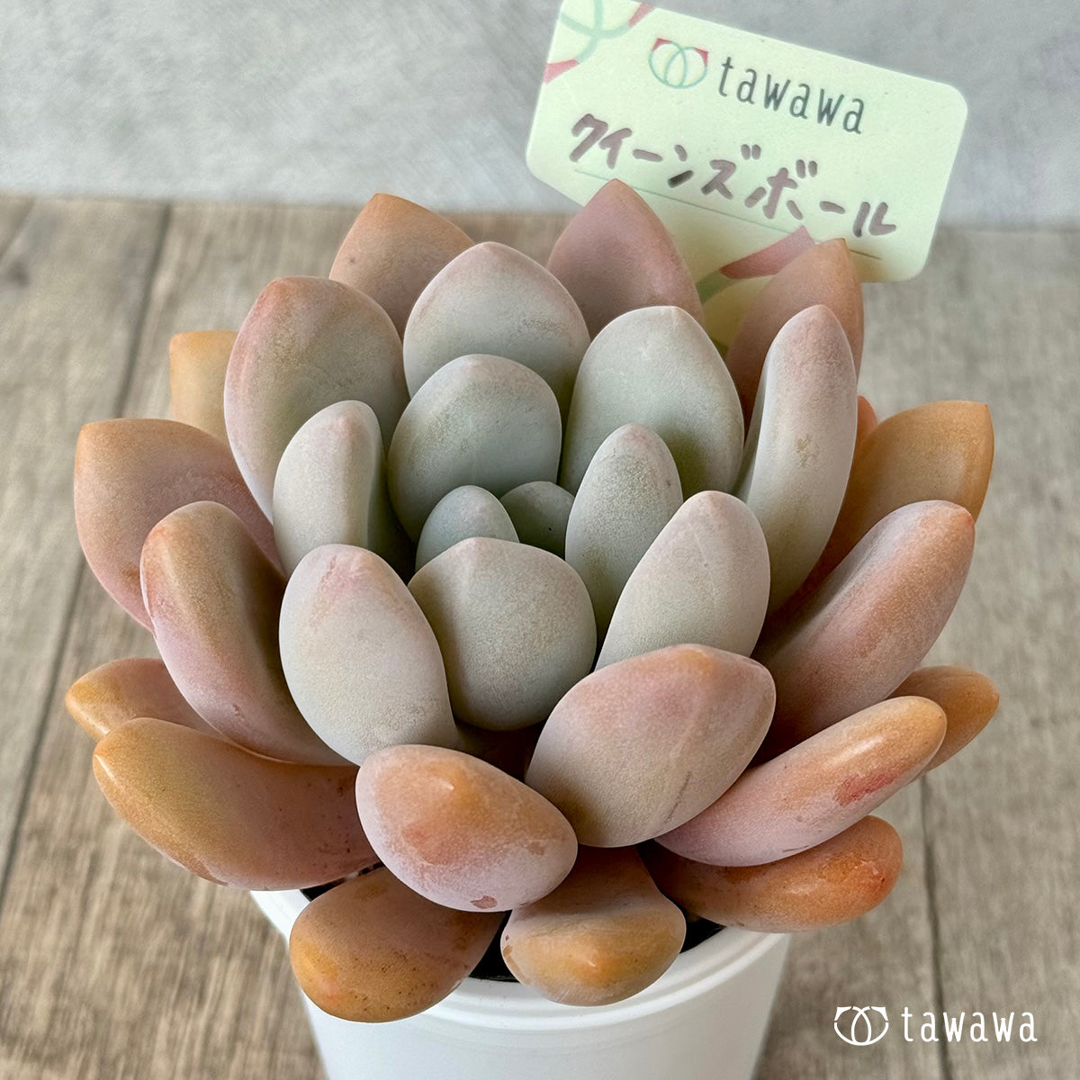 クイーンズボール（エアーマジック農園）【tawawaハウス苗】