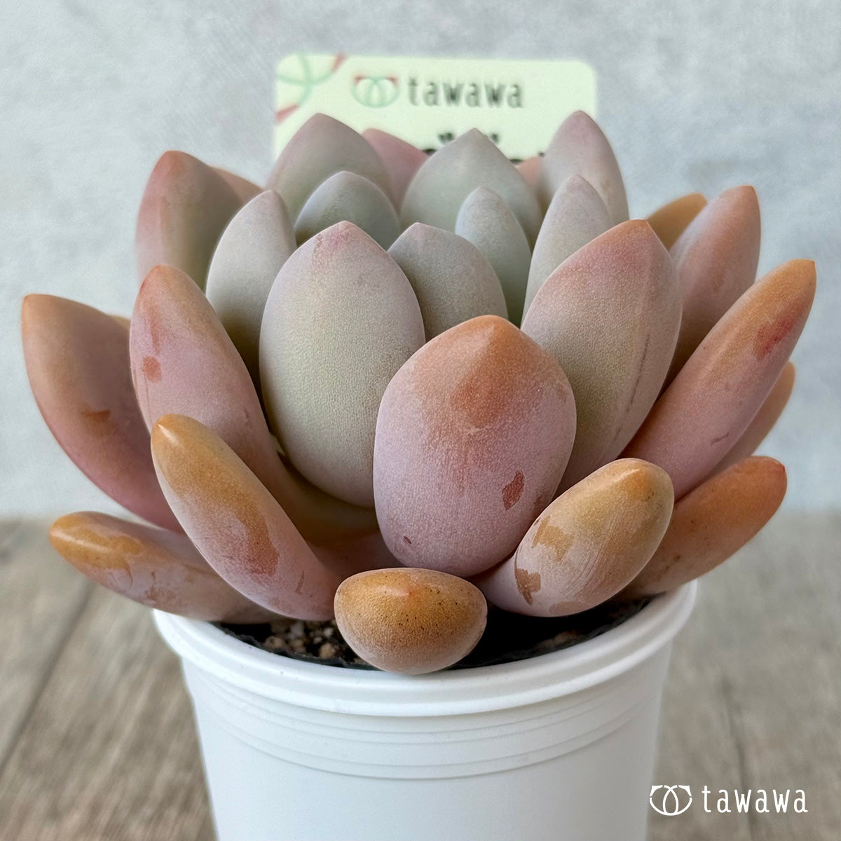 クイーンズボール（エアーマジック農園）【tawawaハウス苗】