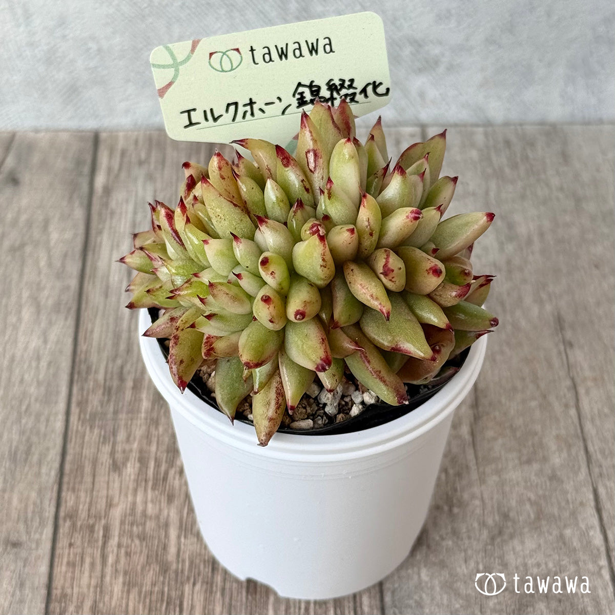 エルクホーン錦綴化【tawawaハウス苗】